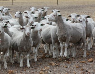 Young sale rams, 21 January 2020